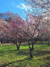 3743499